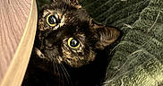 Vecna participe au concours pour gagner de l'argent avec cette photo : animal, black_cat, blanket, cat, close_up, couch, cozy, curious, ears, eyes, face, feline, funny, fur, home, indoor, pet, portrait, whiskers, wide_eyes
