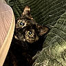 animal, black_cat, blanket, cat, close_up, couch, cozy, curious, ears, eyes, face, feline, funny, fur, home, indoor, pet, portrait, whiskers, wide_eyes