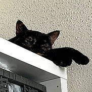 Vecna participe au concours pour gagner de l'argent avec cette photo : animal, basket, black_cat, cat, closeup, ears, eyes, face, feline, home, indoor, lounging, lying_down, pet, portrait, shelf, textured_wall, wall, whiskers, white_shelf