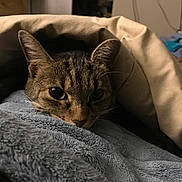Layla Maye is registered to the contest to win money with this photo: cat, tabby, blanket, fleece, cozy, indoor, pet, animal, resting, fur, ears, whiskers, closeup, cute, soft, comfort, bedroom, relaxed, nap, warm