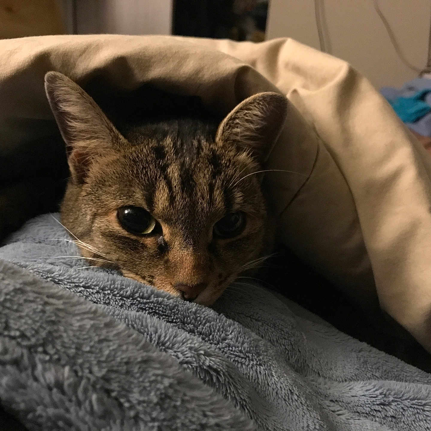 Layla Maye is registered to the contest to win money with this photo: animal, bedroom, blanket, cat, closeup, comfort, cozy, cute, ears, fleece, fur, indoor, nap, pet, relaxed, resting, soft, tabby, warm, whiskers