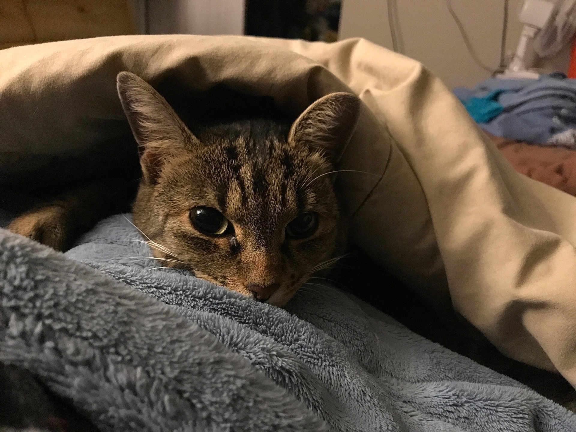 Layla Maye is registered to the contest to win money with this photo: cat, tabby, blanket, fleece, cozy, indoor, pet, animal, resting, fur, ears, whiskers, closeup, cute, soft, comfort, bedroom, relaxed, nap, warm
