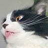 Wanda joined the competition — help win amazing prizes! cat, black_and_white, close_up, surprised, tongue_out, whiskers, fur, animal, pet, indoor, plant, leaf, face, expression, cute, feline, alert, background, eye, portrait