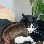 Wanda joined the competition — help win amazing prizes! cat, black_and_white_cat, person, long_hair, hug, indoor, plant, green_plant, shoulder, pet, animal, fur, whiskers, close_up, affection, cozy, cute, companion, domestic_animal, relaxation