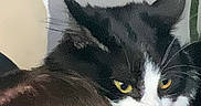 Wanda is registered to the contest to win money with this photo: cat, black_and_white, yellow_eyes, hugging, person, hair, indoor, plant, close_up, pet, animal, feline, affection, comfort, fur, whiskers, domestic_animal, expression, head, cuddle