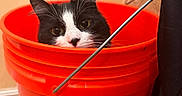 Wanda joined the competition — help win amazing prizes! animal, black_and_white, bucket, cat, closeup, container, curious, domestic_cat, ears, eyes, face, feline, floor, indoor, metal_handle, orange, pet, tile, wall, whiskers