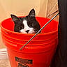cat, bucket, orange, black_and_white, indoor, curious, animal, pet, face, ears, eyes, floor, wall, tile, metal_handle, container, closeup, domestic_cat, feline, whiskers