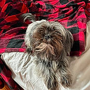Roxy joined the competition — help win amazing prizes! dog, bed, blanket, red, black, white, fur, pet, indoor, wood_floor, charger, brush, tail, scruffy, cozy, plaid, resting, canine, furniture, home