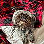 dog, bed, blanket, red, black, white, fur, pet, indoor, wood_floor, charger, brush, tail, scruffy, cozy, plaid, resting, canine, furniture, home