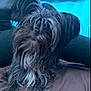 Roxy joined the competition — help win amazing prizes! dog, long_hair, black_and_white, fur, indoor, curtains, stars_pattern, blue_wall, brown_surface, pet, animal, relaxed, cozy, furry, companion, cute, domestic, portrait, laying, indoor_lighting