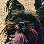 dog, close_up, pet, fur, black_fur, brown_fur, white_fur, indoor, carpet, canine, cute, animal, portrait, whiskers, snout, ears, curious, small_dog, furry, looking_up
