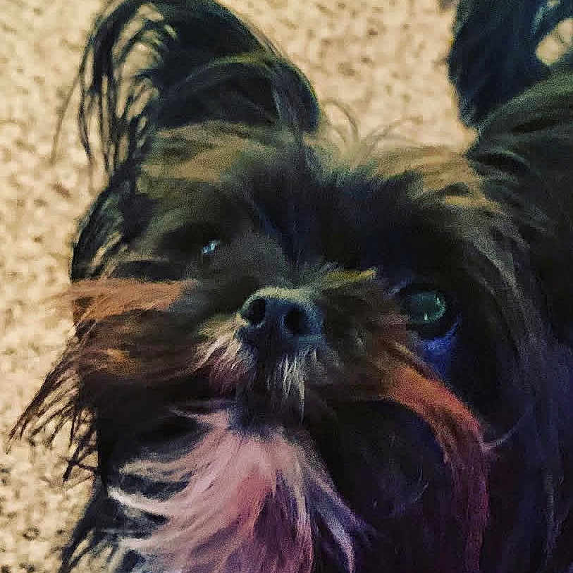 Roxy is registered to the contest to win money with this photo: animal, black_fur, brown_fur, canine, carpet, close_up, curious, cute, dog, ears, fur, furry, indoor, looking_up, pet, portrait, small_dog, snout, whiskers, white_fur