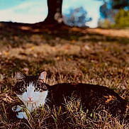 Puff is registered to the contest to win money with this photo: cat, animal, outdoor, grass, nature, pet, feline, mammal, fur, whiskers, eyes, relaxing, sunlight, daytime, tree, field, wildlife, calm, portrait, blurred_background