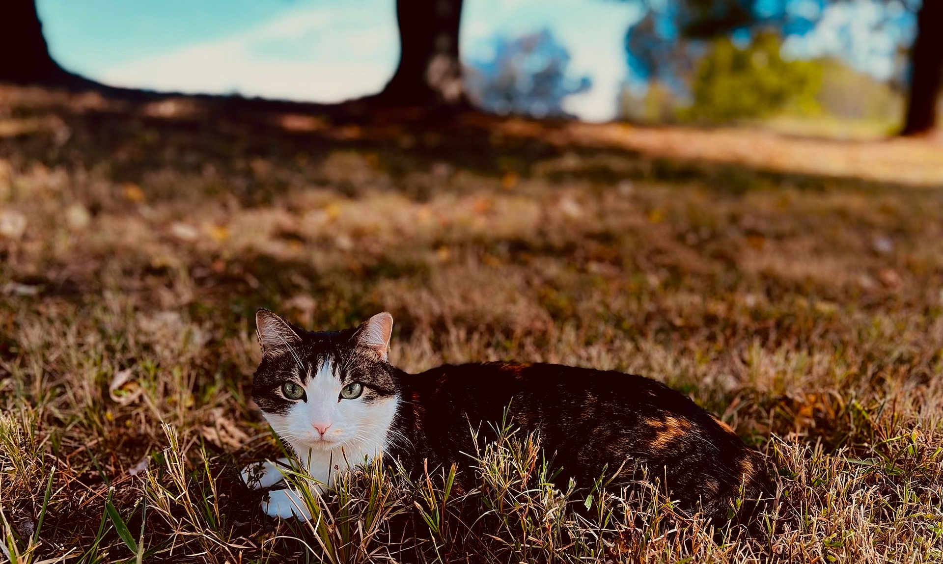 Puff is registered to the contest to win money with this photo: cat, animal, outdoor, grass, nature, pet, feline, mammal, fur, whiskers, eyes, relaxing, sunlight, daytime, tree, field, wildlife, calm, portrait, blurred_background