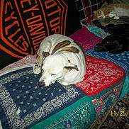 Harleigh Quinn is registered to the contest to win money with this photo: carnivoran, dog, dog_breed, dog_like_mammal, non_sporting_group, sporting_group