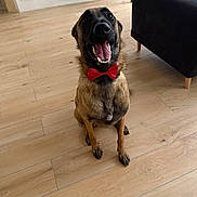 Caporal participe au concours pour gagner de l'argent avec cette photo : animal, bow_tie, collar, dog, funny, furniture, happy, home, indoor, living_room, pet, portrait, red_bow_tie, shepherd, sitting, smiling, sofa, teeth, tongue, wooden_floor