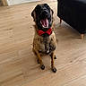 dog, shepherd, pet, bow_tie, red_bow_tie, smiling, teeth, tongue, sitting, indoor, living_room, wooden_floor, sofa, furniture, home, portrait, happy, funny, collar, animal