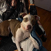 Daisy is registered to the contest to win money with this photo: dog, blanket, quilt, portrait, face, brown_and_white, collar, wooden_floor, door, indoor, pet, lying_down, fur, expression, cozy, home, fabric, comfort, animal, resting
