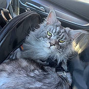 Nanook joined the competition — help win amazing prizes! animal, car_interior, cat, closeup, domestic_cat, feline, fluffy_fur, gray_cat, indoor, leisure, luxury_car, pet, pet_carrier, relaxed, resting, seat, sunlight, tabby, transport, window