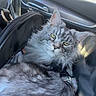 animal, car_interior, cat, closeup, domestic_cat, feline, fluffy_fur, gray_cat, indoor, leisure, luxury_car, pet, pet_carrier, relaxed, resting, seat, sunlight, tabby, transport, window