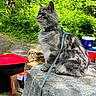 Nanook is registered to the contest to win money with this photo: adventure, animal, camping, cat, cooler, daylight, fluffy_fur, forest, gray_tabby, greenery, harness, leash, nature, outdoor, pet, rock, sitting, storage_bins, trees, wildlife
