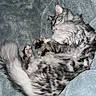 animal, blanket, cat, closeup, cozy, cute, domestic_cat, feline, fluffy, fur, gray_tabby, indoor, nap, pet, relaxed, resting, sleeping, soft_texture, tail, whiskers