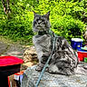 Nanook joined the competition — help win amazing prizes! adventure, animal, camping, cat, cooler, daylight, feline, forest, fur, gray_tabby, greenery, harness, leash, nature, outdoor, pet, rock, sitting, trees, whiskers
