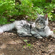 Nanook joined the competition — help win amazing prizes! cat, animal, outdoor, forest, nature, greenery, sunlight, fur, fluffy, relaxed, laying, wildlife, pet, mammal, leaf, ground, daylight, whiskers, tail, serene