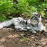 cat, animal, outdoor, forest, nature, greenery, sunlight, fur, fluffy, relaxed, laying, wildlife, pet, mammal, leaf, ground, daylight, whiskers, tail, serene