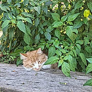 Teddy is registered to the contest to win money with this photo: animal, cat, cozy, cute, fluffy, foliage, garden, green_leaves, hidden, nature, orange_cat, outdoor, pet, plants, relaxing, resting, sleeping_cat, summer, sunlight, wooden_plank