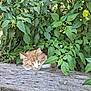 animal, cat, cozy, cute, fluffy, foliage, garden, green_leaves, hidden, nature, orange_cat, outdoor, pet, plants, relaxing, resting, sleeping_cat, summer, sunlight, wooden_plank