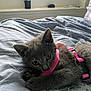 Nala a rejoint le concours — aidez-le/la à gagner de superbes lots ! animal, bed, bedspread, cat, closeup, cozy, curious, cute, domestic_cat, feline, fur, gray_cat, indoor, kitten, pet, pink_harness, resting, sleeping, soft, young