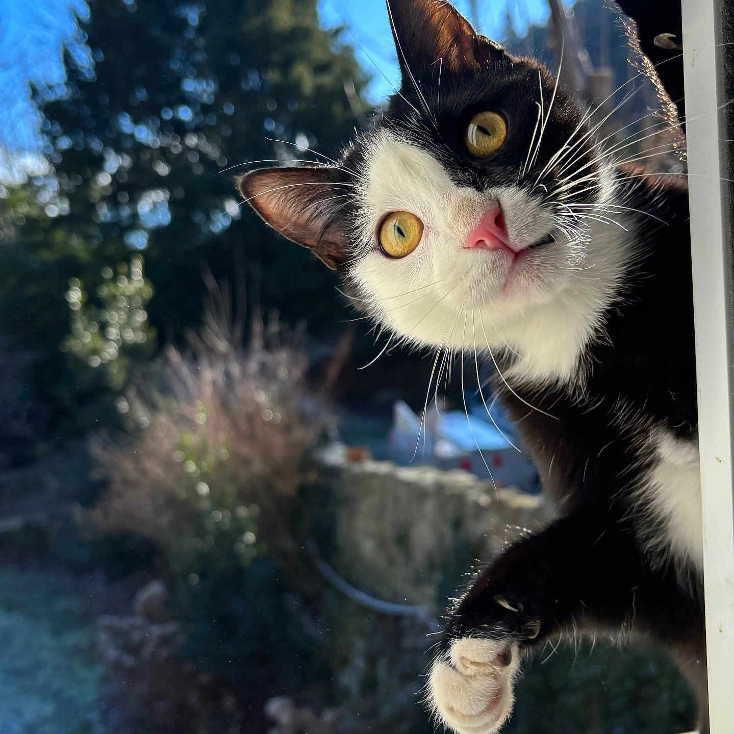 Skipper participe au concours pour gagner de l'argent avec cette photo : abyssinian, angora, animal, blackcat, bodypart, cat, grass, kitten, manx, mouth, person, pet, plant, pottedplant, siamese, snout, tongue, tree, vegetation, wood