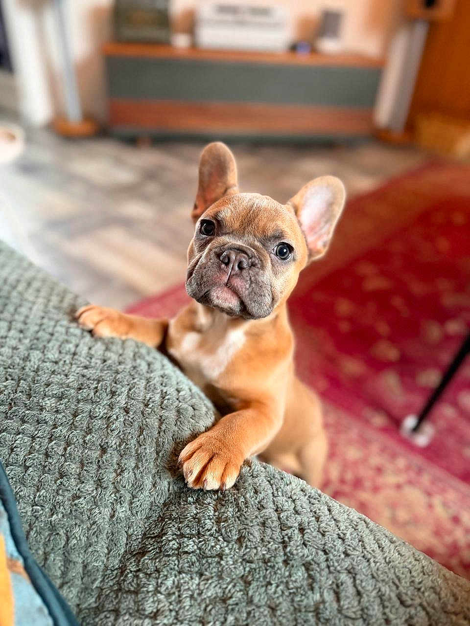 Vera is registered to the contest to win money with this photo: dog, puppy, french_bulldog, indoor, couch, paw, ears, face, eyes, curious, pet, animal, floor, rug, home, furniture, closeup, brown, cute, young