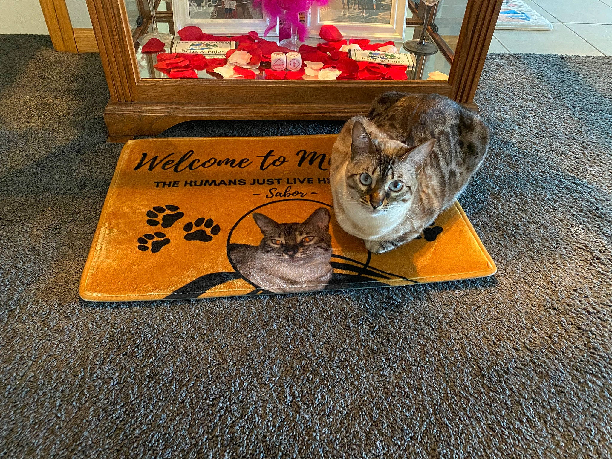 Sabor is registered to the contest to win money with this photo: asian, carnivore, cat, cat_supply, domestic_short_haired_cat, european_shorthair, felidae, kitten, paw, small_to_medium_sized_cats, tabby_cat, table, whiskers