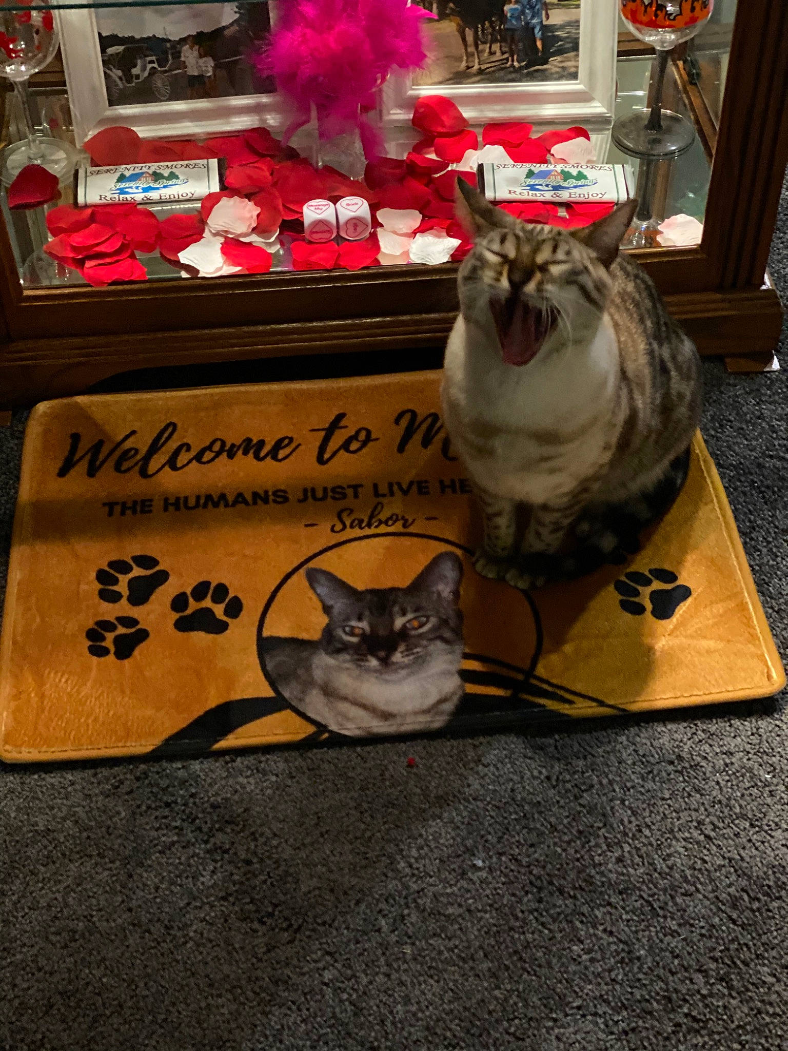 Sabor is registered to the contest to win money with this photo: american_shorthair, asian, carnivore, cat, fawn, felidae, kitten, norwegian_forest_cat, small_to_medium_sized_cats, whiskers