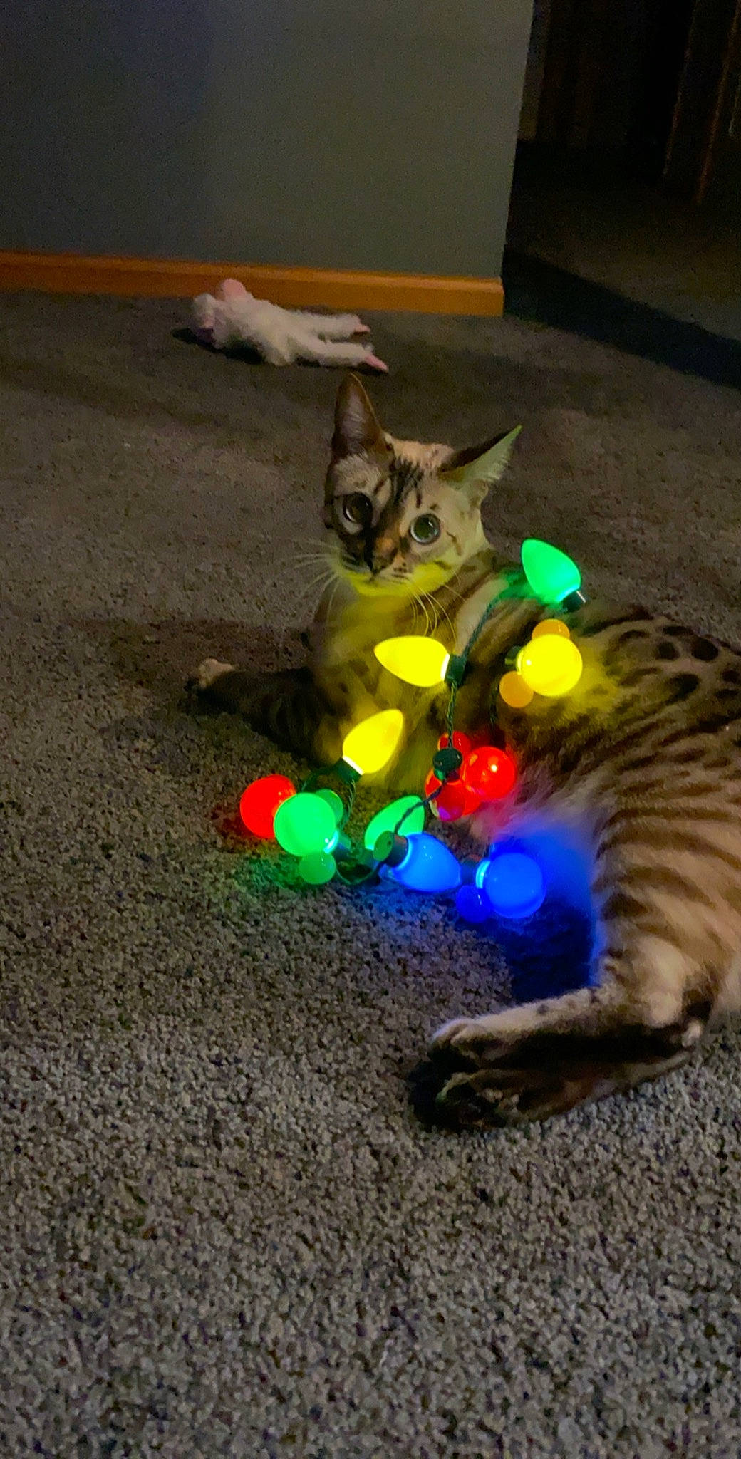 Sabor is registered to the contest to win money with this photo: carnivore, cat, claw, domestic_short_haired_cat, european_shorthair, felidae, kitten, paw, play, small_to_medium_sized_cats, tabby_cat, tail, toyger, whiskers