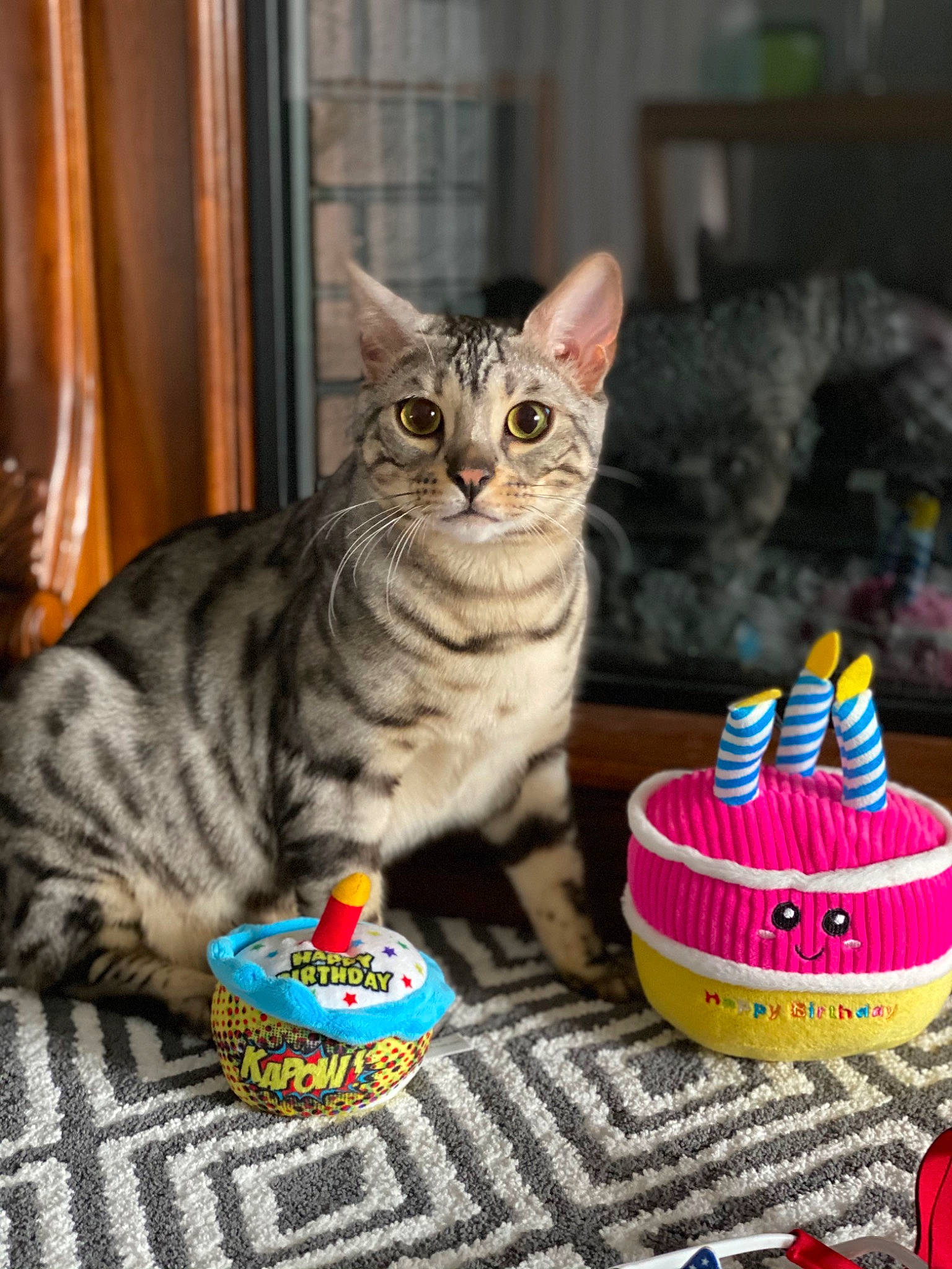 Tarzan joined the competition — help win amazing prizes! baked_goods, birthday, birthday_cake, cake, cake_decorating, cake_decorating_supply, carnivore, cat, cat_toy, costume_hat, dessert, domestic_short_haired_cat, felidae, party_supply, pet_supply, small_to_medium_sized_cats, sweetness, tabby_cat, vertebrate, whiskers