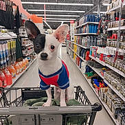 Bandit joined the competition — help win amazing prizes! aisle, black_and_white, blanket, canine, curious, dog, ear, floor, hardware_store, indoor, lighting, pet_clothing, products, retail, shelves, shopping, shopping_cart, small_dog, standing, store