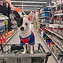 aisle, black_and_white, blanket, canine, curious, dog, ear, floor, hardware_store, indoor, lighting, pet_clothing, products, retail, shelves, shopping, shopping_cart, small_dog, standing, store