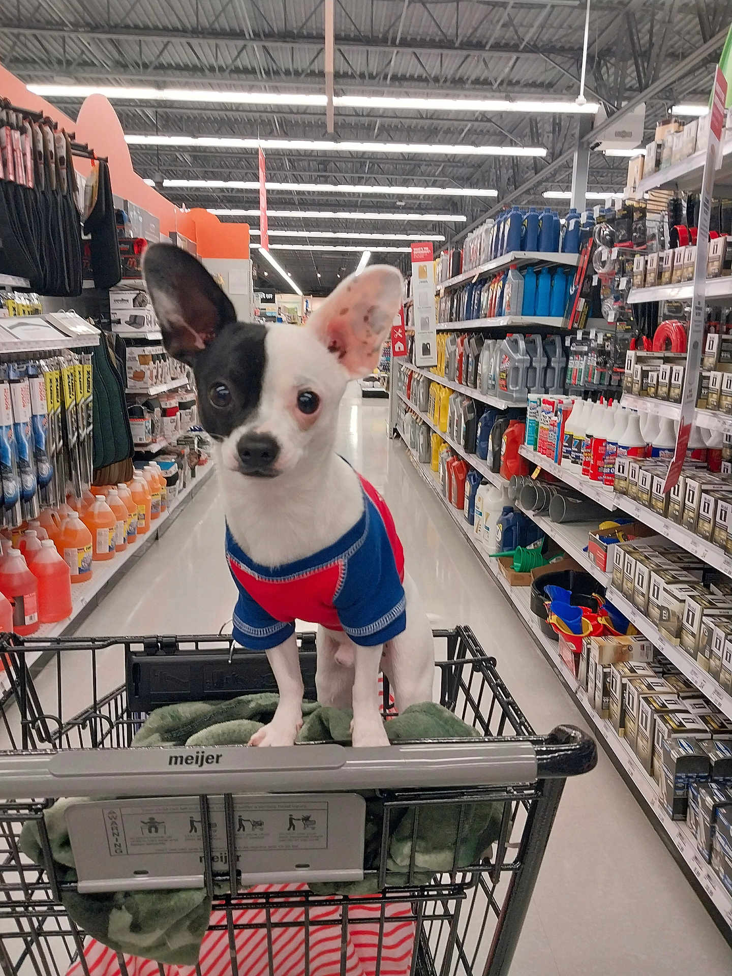 Bandit joined the competition — help win amazing prizes! aisle, black_and_white, blanket, canine, curious, dog, ear, floor, hardware_store, indoor, lighting, pet_clothing, products, retail, shelves, shopping, shopping_cart, small_dog, standing, store