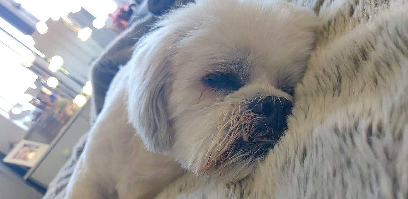 Cookie is registered to the contest to win money with this photo: canidae, carnivore, companion_dog, dog, dog_breed, fawn, fur, giant_dog_breed, liver, pekingese, shih_tzu, snout, sporting_group, tail, terrestrial_animal, terrier, toy_dog, whiskers, working_animal, wrinkle