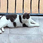 Mimi a rejoint le concours — aidez-le/la à gagner de superbes lots ! cat, animal, pet, feline, black_and_white, lying_down, floor, tile, railing, outdoor, relaxed, resting, fur, whiskers, tail, paw, quiet, calm, daylight, domestic