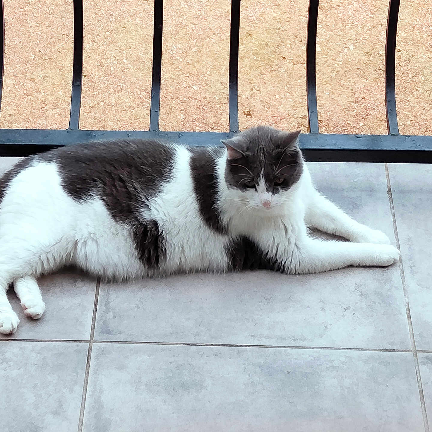Mimi a rejoint le concours — aidez-le/la à gagner de superbes lots ! animal, black_and_white, calm, cat, daylight, domestic, feline, floor, fur, lying_down, outdoor, paw, pet, quiet, railing, relaxed, resting, tail, tile, whiskers