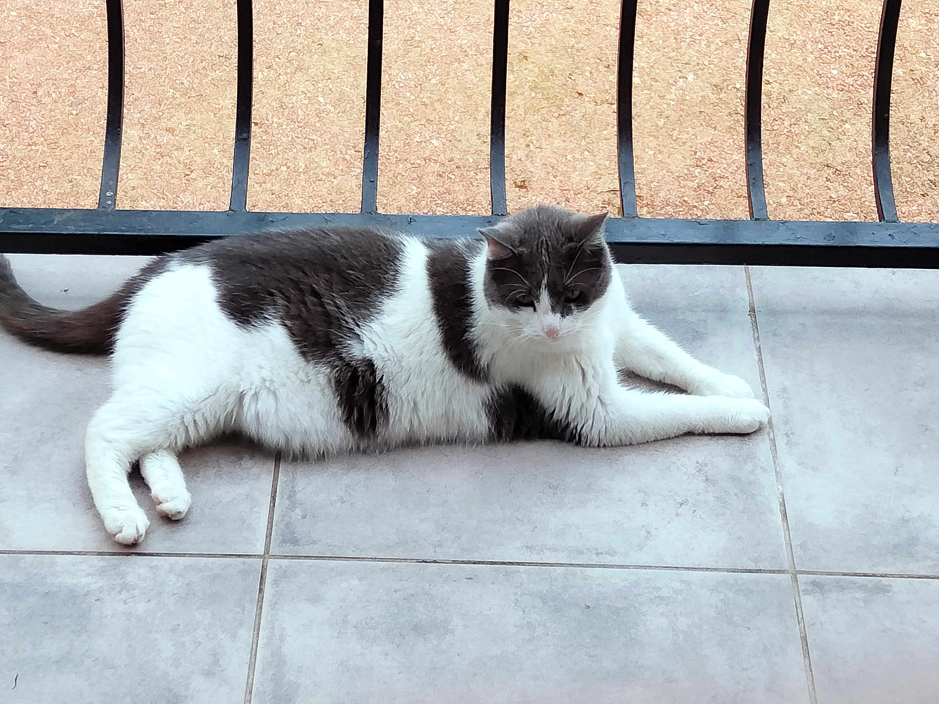 Mimi a rejoint le concours — aidez-le/la à gagner de superbes lots ! cat, animal, pet, feline, black_and_white, lying_down, floor, tile, railing, outdoor, relaxed, resting, fur, whiskers, tail, paw, quiet, calm, daylight, domestic