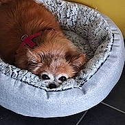 Frimousse a rejoint le concours — aidez-le/la à gagner de superbes lots ! dog, pet_bed, fluffy, small_dog, cozy, indoor, floor, yellow_wall, fur, peeking, resting, cute, animal, domestic_animal, canine, red_brown_fur, soft_texture, relaxed, companion, quiet