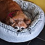 dog, pet_bed, fluffy, small_dog, cozy, indoor, floor, yellow_wall, fur, peeking, resting, cute, animal, domestic_animal, canine, red_brown_fur, soft_texture, relaxed, companion, quiet