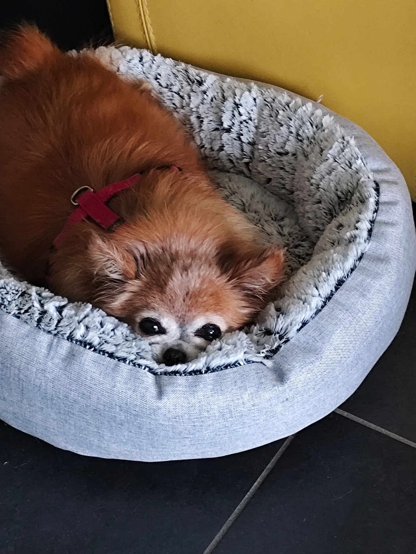 Frimousse