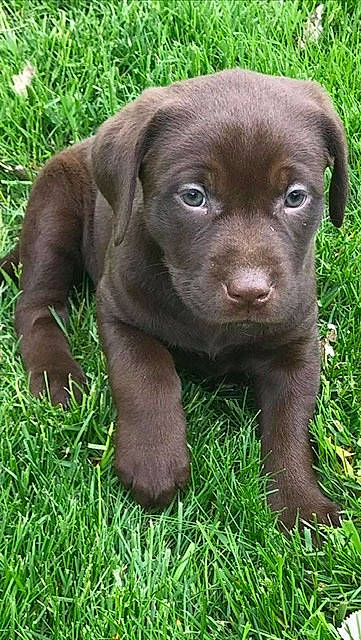 Josie is registered to the contest to win money with this photo: borador, brown, canidae, carnivore, companion_dog, dog, dog_breed, fawn, fur, grass, groundcover, gun_dog, liver, plant, puppy, snout, sporting_group, terrestrial_animal, whiskers, working_animal