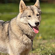 Una a rejoint le concours — aidez-le/la à gagner de superbes lots ! dog, husky, animal, pet, outdoor, grass, sunlight, tongue_out, happy, fur, canine, nature, collar, chain, muzzle, ears, portrait, friendly, daylight, blurred_background